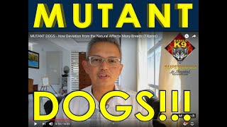 MUTANT DOGS  PUREBRED DOG BREED ABNORMALITIES Filipino [upl. by Ainyt]