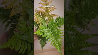 Папоротник Дриоптерис эритрозора  Dryopteris erythrosora fern  FlowersLand [upl. by Ellenehc183]