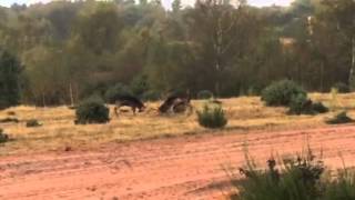 Black Fallow deer rut Rufford Colliery Oct 14 [upl. by Naitsabes]