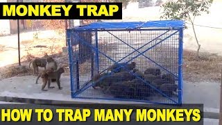 How to Trap Monkeys  Man traps and catches many monkeys at one go [upl. by Uokes]