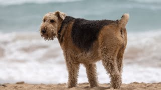 Traveling with an Airedale Terrier Tips for Adapting amp Enjoying the Adventure [upl. by Bills718]