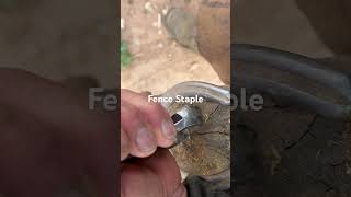 Fence Staple in Horses Hoof [upl. by Macswan]