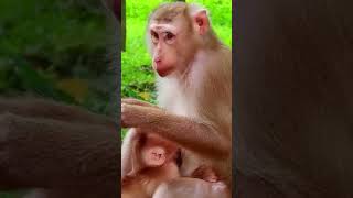 The milk mom money React but money baby 🍼🍼 milk and 🐒🐒🐒🐒🐒🥛 [upl. by Madonna43]