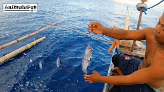 Surigao quotKitangquot and quotUndakquot Fishing Catch many Tuna Catch amp Cook Tuna Sardines Recipe [upl. by Atilal]