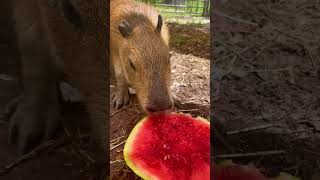 Capybara Loves Watermelon [upl. by Hoshi]