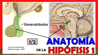 🥇 Anatomía de la HIPÓFISIS 12 Glándula Pituitaria ¡Explicación Sencilla [upl. by Urbano]