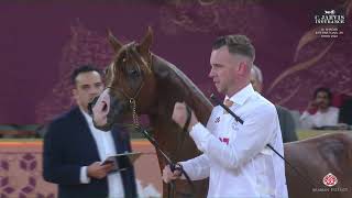 N 197 AMMAR AL FARIS Al Shaqab International Arabian Horse Show 2024 Colts 3 years old Class 8 [upl. by Llehcim]