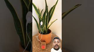 Watering a musical snake plant [upl. by Yrailih219]