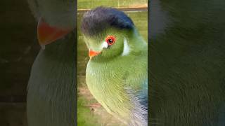 Female white cheeked turaco birds bird nature aviary [upl. by Bolitho]