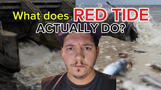 What does Red Tide actually do to fish [upl. by Bobina383]