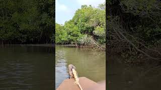 Relaxingcalmview  riding a boat in the mangroves forest [upl. by Simmons390]