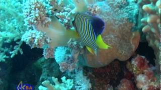 Рыбаангел королевская Royal angelfish Pygoplites diacanthus [upl. by Fairweather]