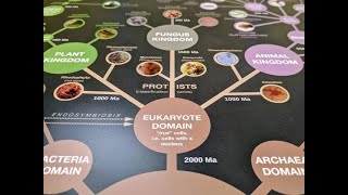 Phylogenetische Systematik Teil 3 Der Stammbaum des Lebens  english subtitles [upl. by Yecnuahc]