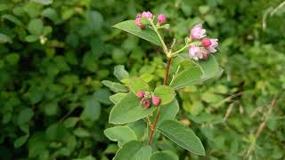 Snowberry Plant in Bloom Stunning Colors and Shapes [upl. by Nannie528]