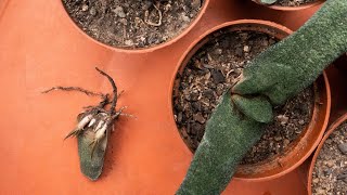 GASTERIA succulent PROPAGATION  2 effective ways [upl. by Chaunce164]