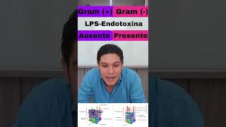 Bacterias Gram  y Gram  en 1 minuto [upl. by Ahtram]