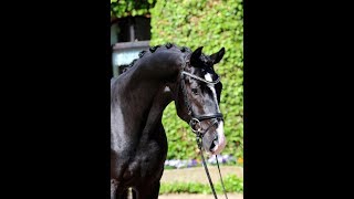 SOLD Top quality black hanoverian gelding by Ampere 2013 FEI amp GP prospect [upl. by Atinuhs890]