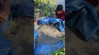 Trapping a lot of big eel fish with survival skills [upl. by Ansilma]