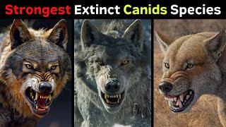 10 Most Powerful Extinct Canid Species [upl. by Brost]