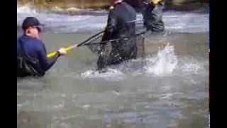 Salmon Transfer Bowmanville Ontario [upl. by Centeno50]