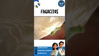 Fagocitosis en menos de un minuto shorts medicinahumana [upl. by Sivia226]