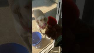 LABRADOR RETRIEVER PUPPY TRIES A BEET youtubeshorts shorts [upl. by Hermosa]