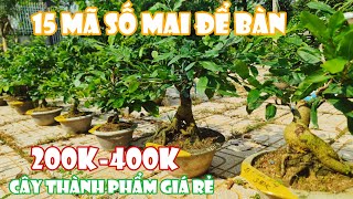 Ngày 1211 15 Mã Số Mai SIêu Bông Nhị Ngọc Toàn Giảo Cánh Tròn Như Ý Giá Rẻ☎Út 0353777111 [upl. by Saire689]