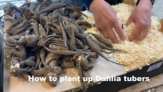 How to plant up stored Dahlia tubers [upl. by Berri]