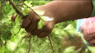 Sembradores de coca en Colombia [upl. by Anafetse]