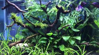 Dennerle 50l Scapers Tank  Betta Splendens [upl. by Adnavoj]