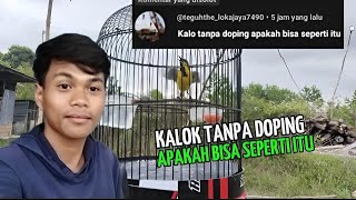 SOGON TANPA DOPING ‼️ APAKAH BISA SEPERTI ITU [upl. by Adnirim]