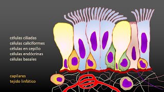 Membranas Mucosas  Mucosa Respiratoria [upl. by Ayetal]