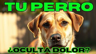 El ERROR que podría acortar la VIDA de tu Perro [upl. by Vorfeld]