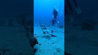 Feather tail ray 🫠❤️ divewithelhamy scubadiving shortsvideo shortvideo shorts short gopro [upl. by Jacklin661]