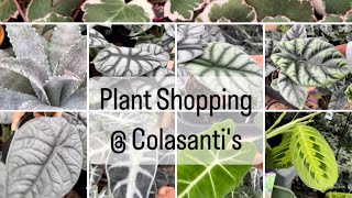 Plant Shopping  Colasantis [upl. by Hilarius]