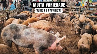 MUITOS SUÍNOS ALÉM DE MUITOS CARNEIROS EM CARUARUPE TERÇA FEIRA 130824 nordeste [upl. by Greer]