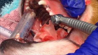 Surgical Tooth Extraction at Poulsbo Animal Clinic [upl. by Einra]