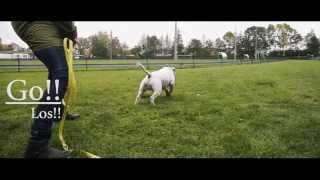 Bullterrier Race [upl. by Yslek573]