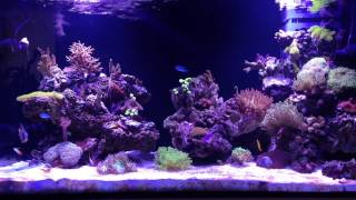 Mix Reef tank  1 I won the battle with dinoflagellates [upl. by Brebner]