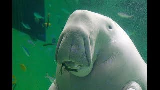 Facts The Dugong [upl. by Nide998]