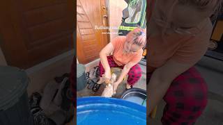 Giving our shihtzu dog mojo a bath 🐶🧼 shihtzu doglife dogbath vetcore bearing [upl. by Gypsie429]