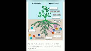 Arbuscular Mycorrhizal fungi AM FUNGI [upl. by Nylednarb716]