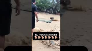 Este perro sí que sabe surfear 😯 [upl. by Dazhehs]