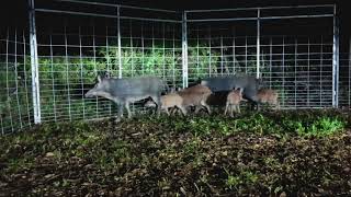 Feral Hogs Trapped in Spring TX [upl. by Elbas]