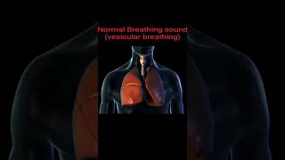 breath soundsHow to listen normal breathing soundseasy differentiation from abnormal breath sounds [upl. by Etnoval]