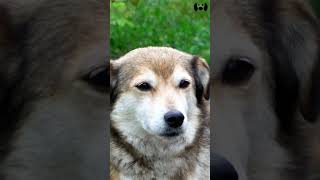 Sounds That Dogs Love dogs dogsounds sounds [upl. by Areikahs]