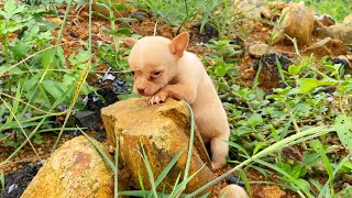 I found a lost puppy on the roadside he was very hungry I adopted him [upl. by Ytsenoh]