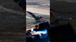 One of the most fascinating pelican captures I ever got 😍 Filmed today at the Haulover Inlet jetty [upl. by Jaymee51]