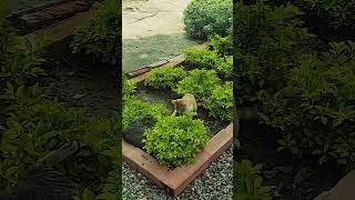 GATOS PELEANDO gatos viralreels viralvideo animales mininos michis cat catshorts cats [upl. by Vickey]