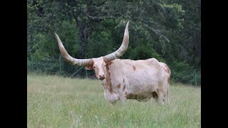 Wildlife Safari Winston Oregon Watusi Cattle [upl. by Nnarefinnej281]